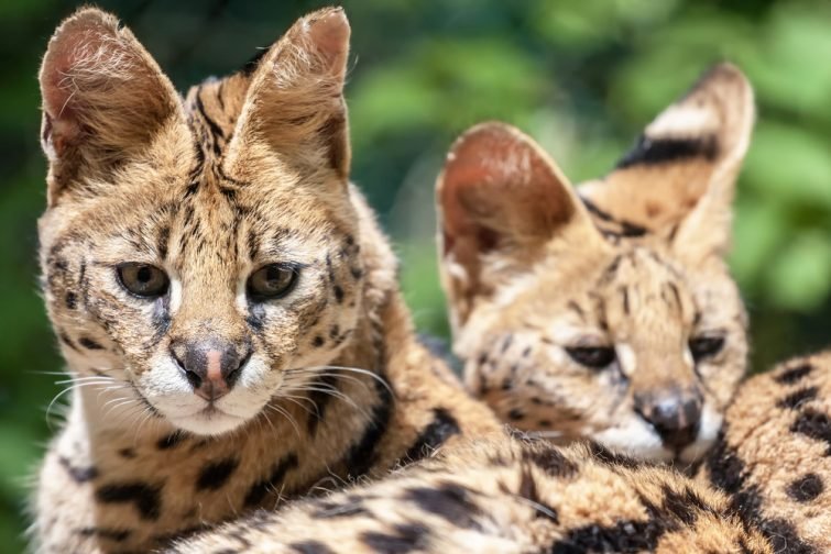 Zoo Beauval
