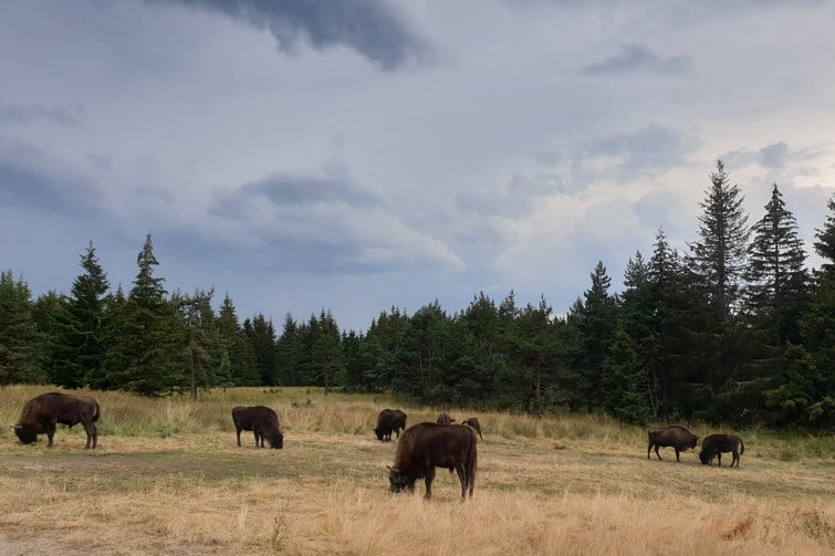 Réserve naturelle des bisons d'Europe